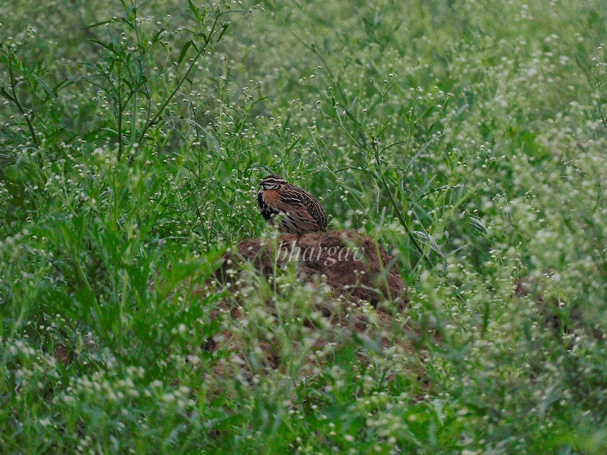 Rain Quail - ML592388831