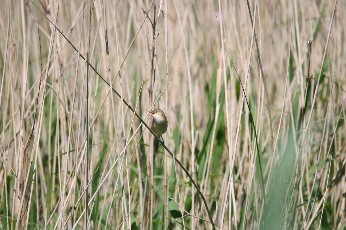 Common Reed Warbler (Common) - ML592390041