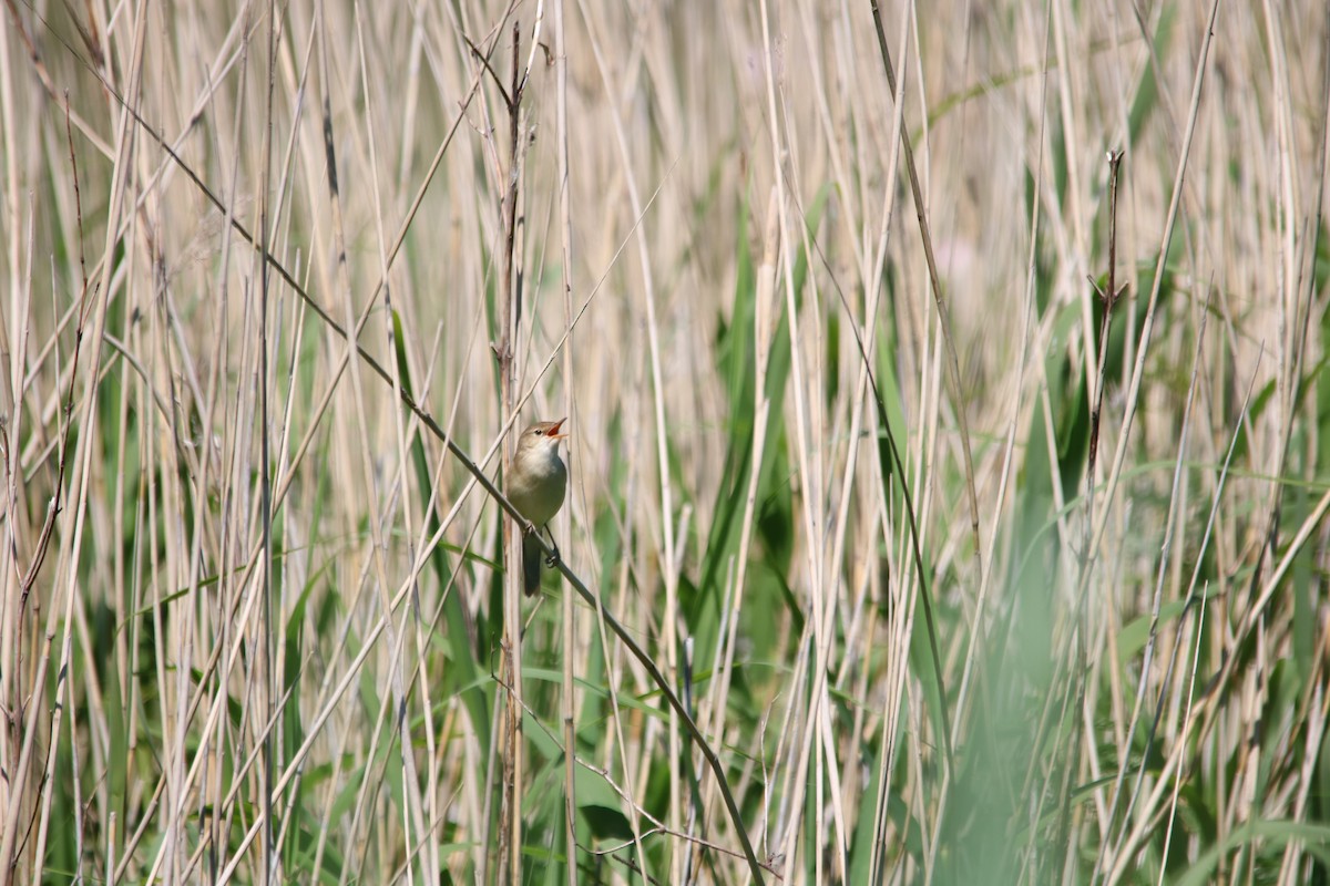 Common Reed Warbler (Common) - ML592390141