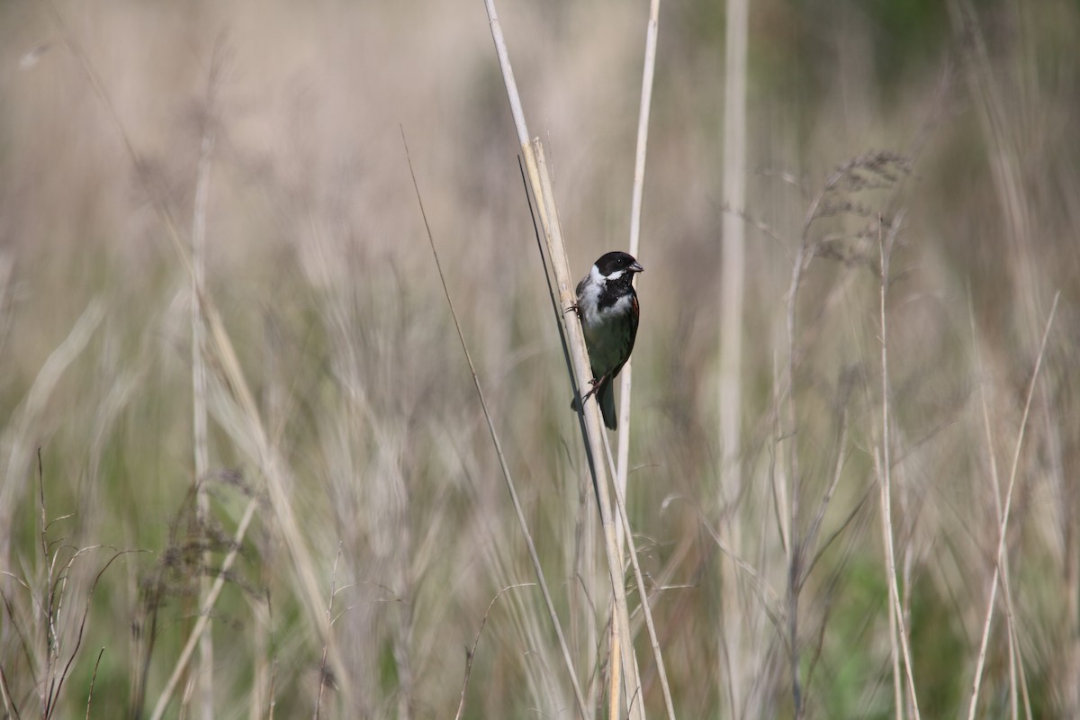 Reed Bunting - ML592390191