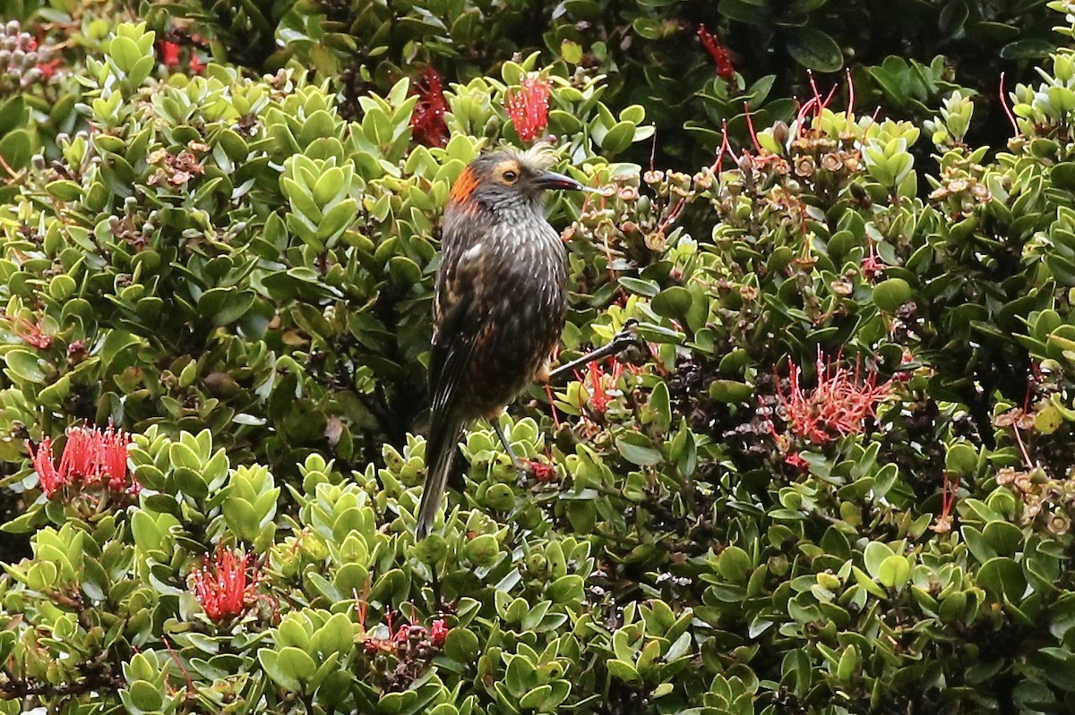 Haubenkleidervogel - ML592390321