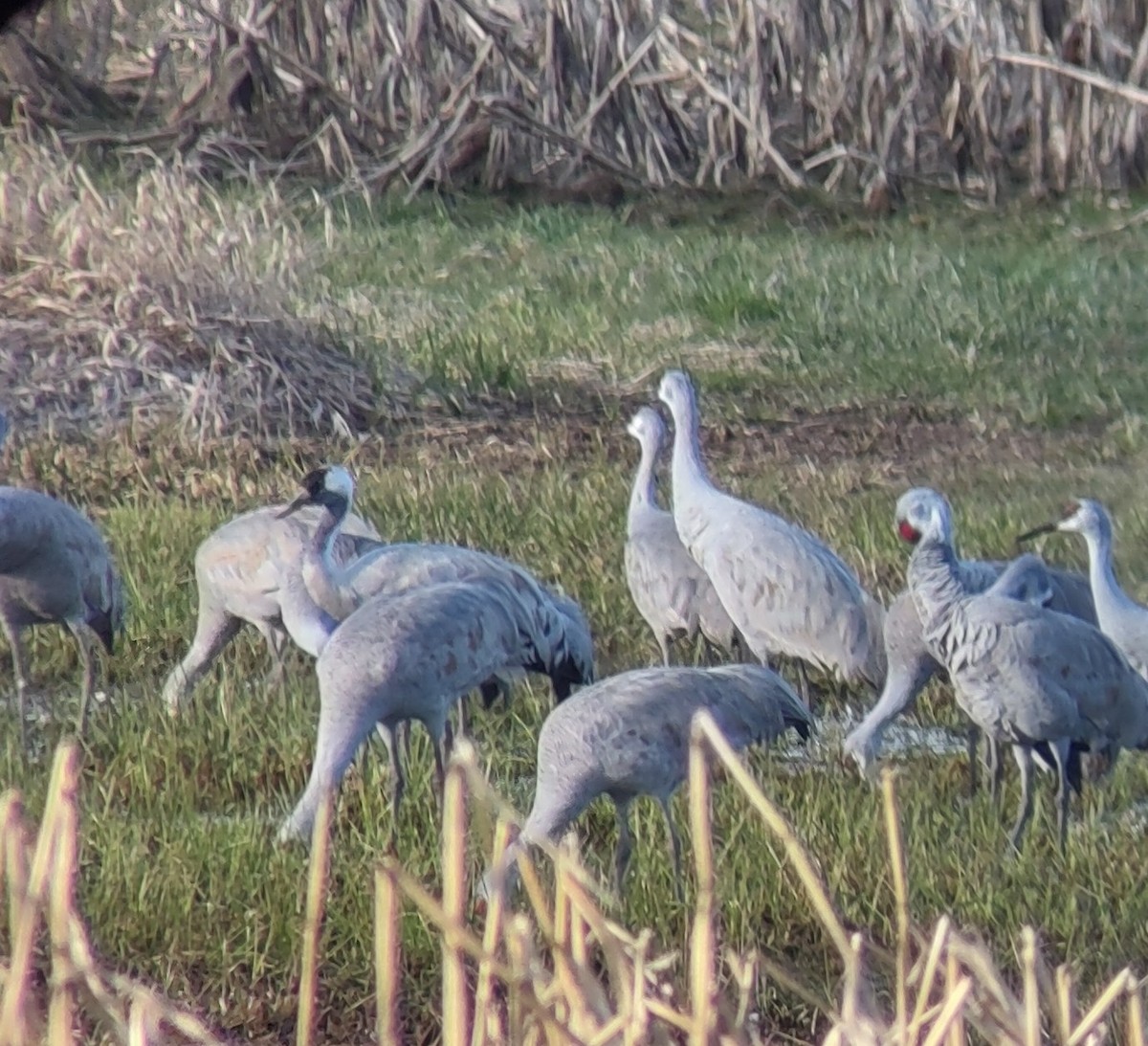 jeřáb popelavý - ML592390341