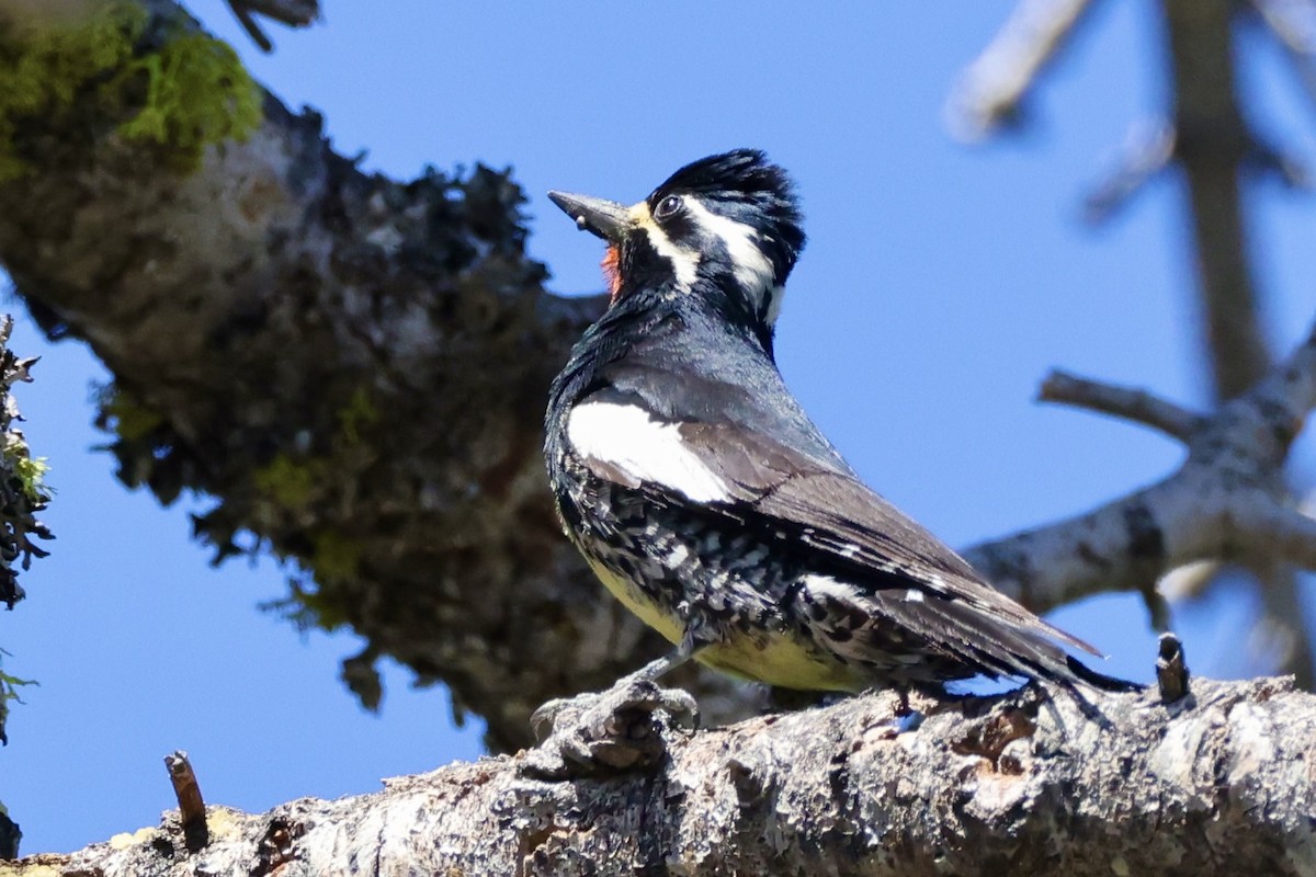 Williamson's Sapsucker - Alice Church