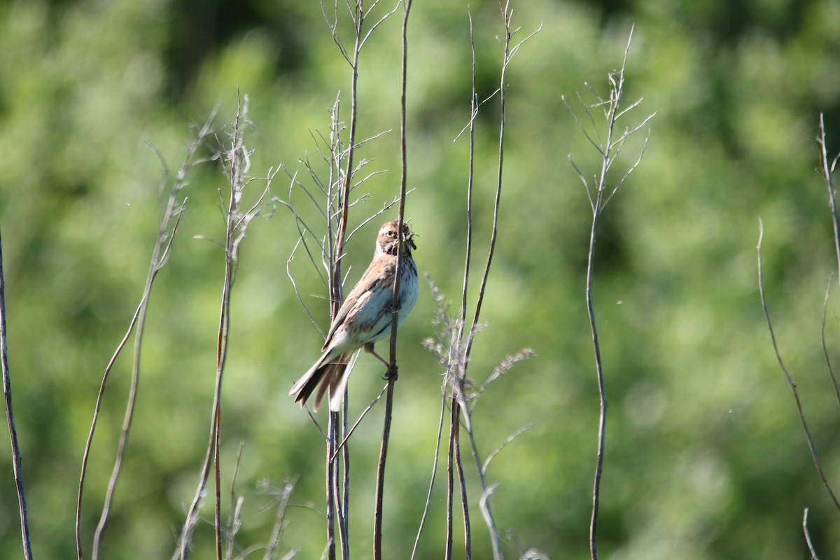 Reed Bunting - ML592390681