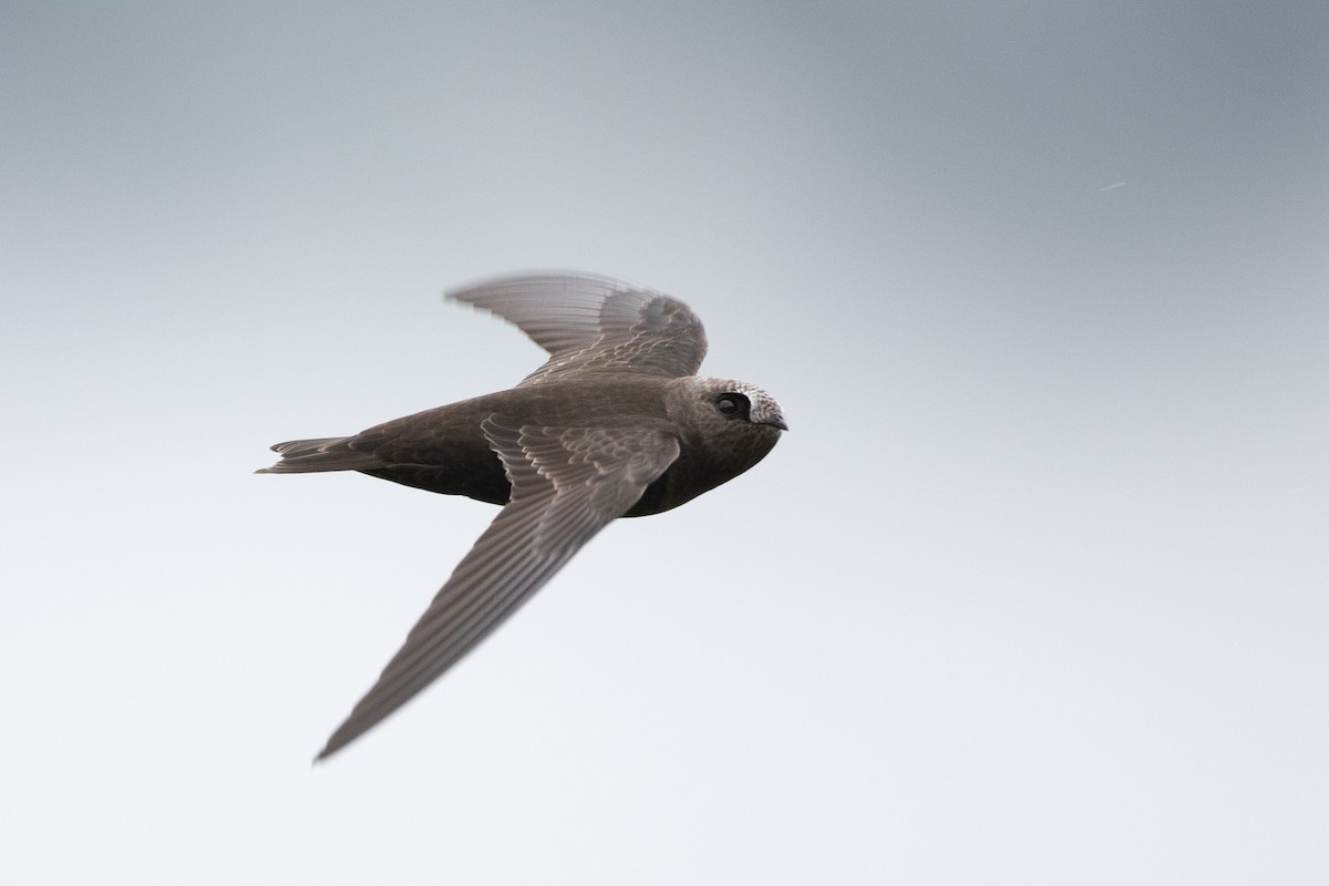 Black Swift - ML592390701