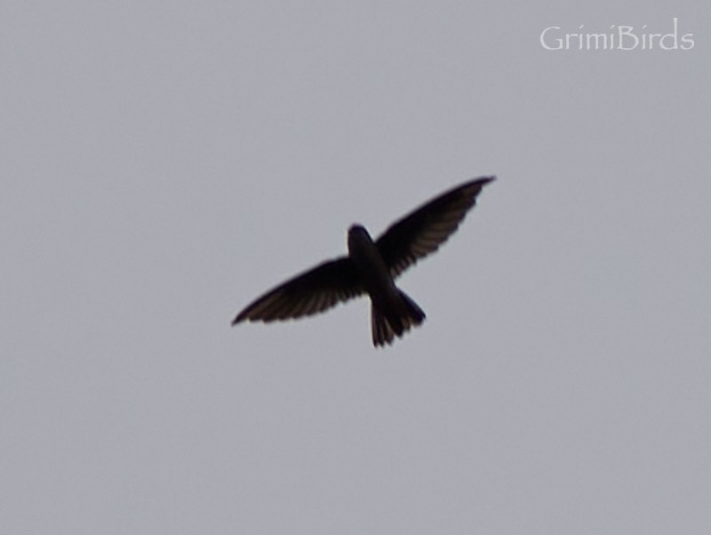 White-nest Swiftlet - ML592391621