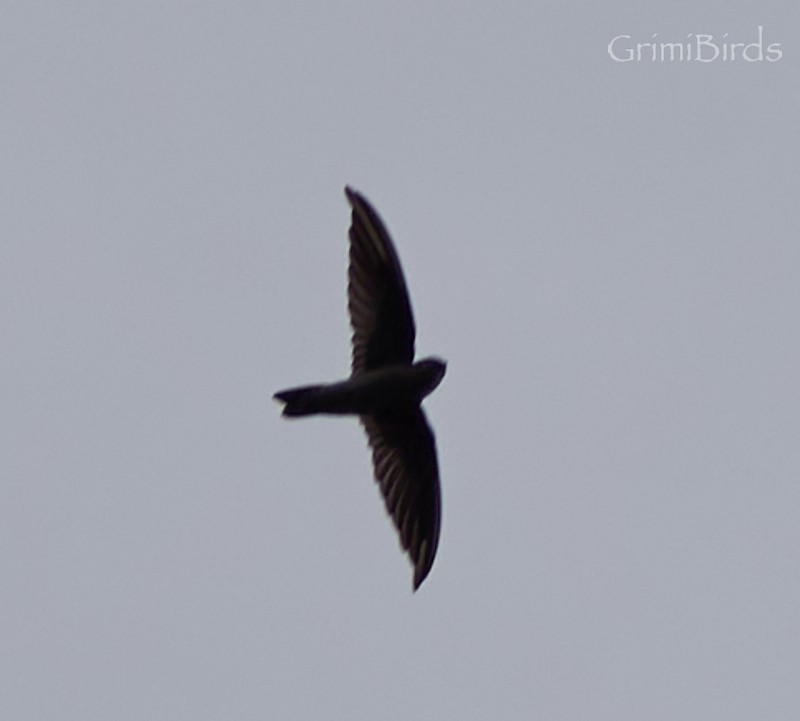 White-nest Swiftlet - ML592391631