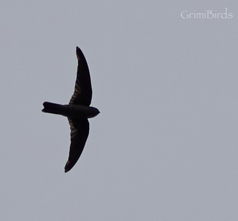 White-nest Swiftlet - Ramon Grimalt