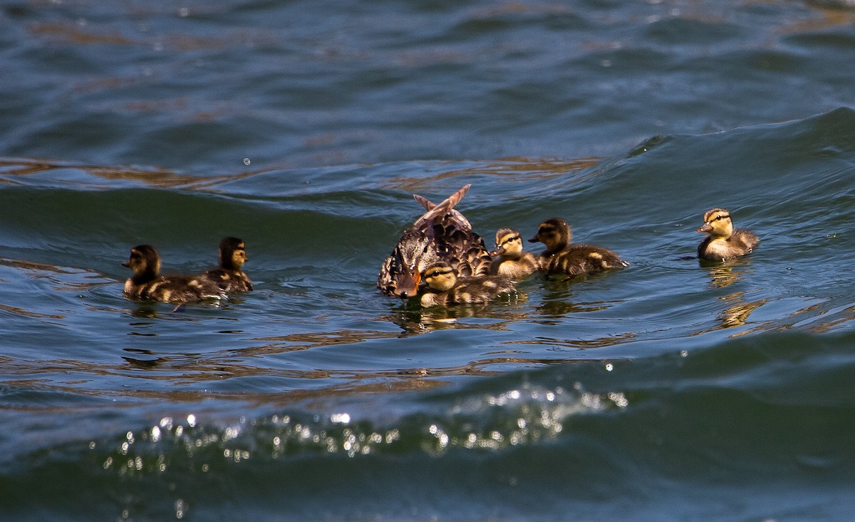 Mallard - Betsy Mooney