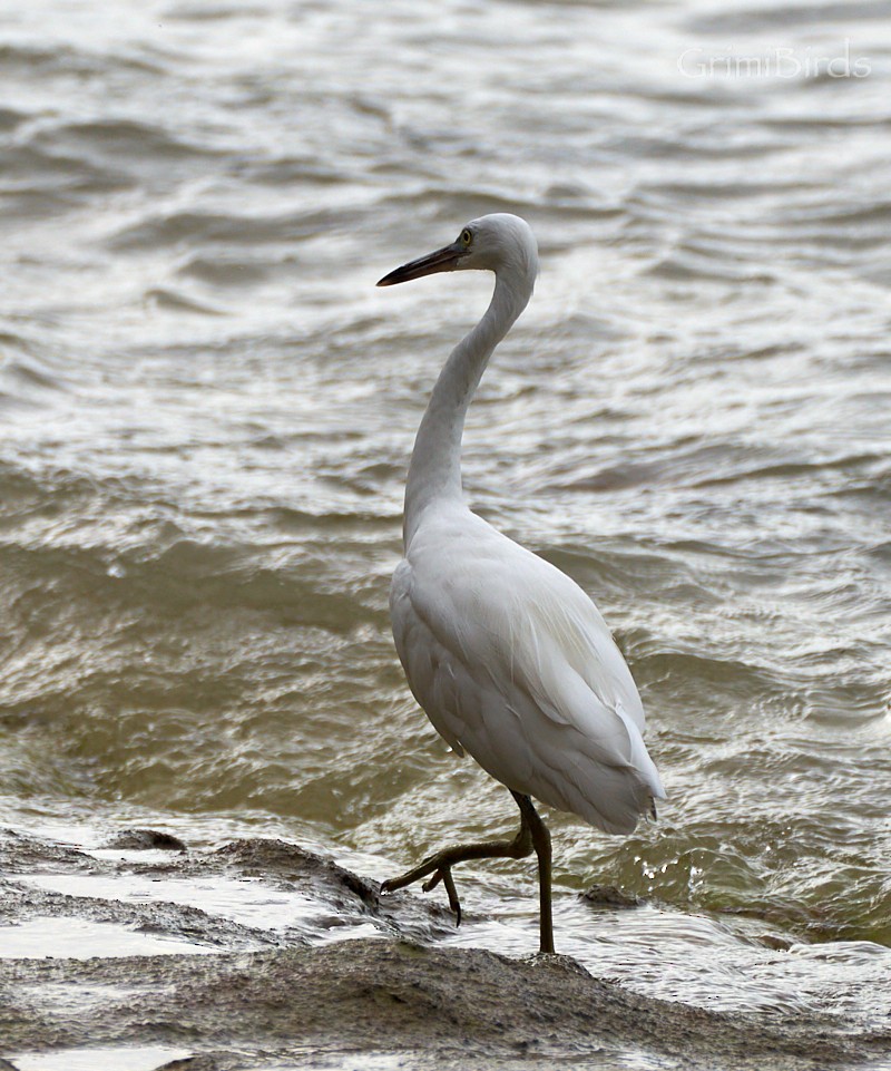 Aigrette sacrée - ML592391731