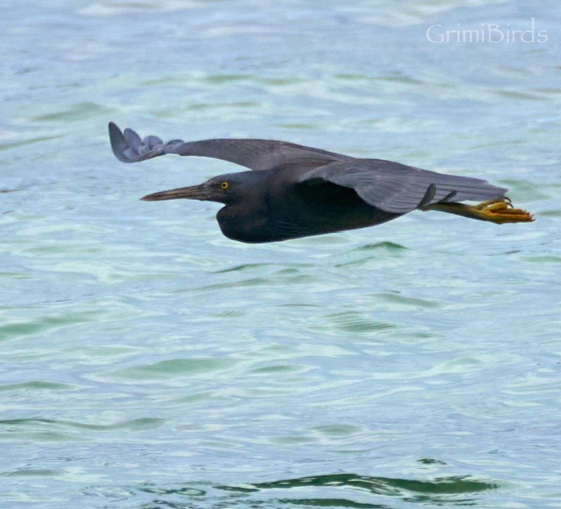 Pacific Reef-Heron - Ramon Grimalt