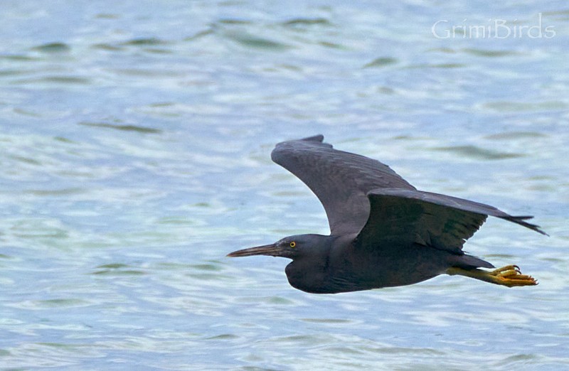 Pacific Reef-Heron - ML592391781