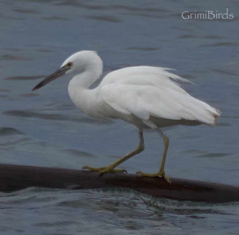 Aigrette sacrée - ML592391801