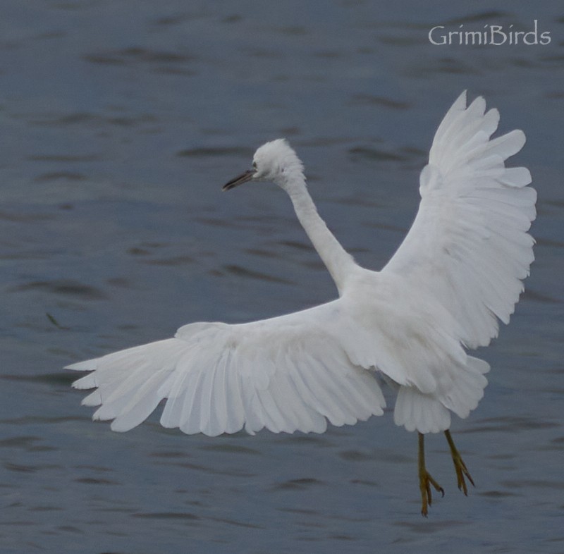 Aigrette sacrée - ML592391811