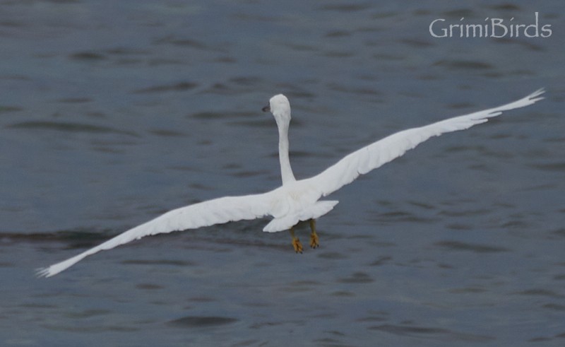 Pacific Reef-Heron - ML592391821