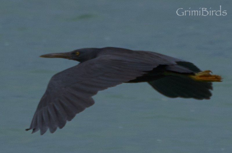 Pacific Reef-Heron - ML592391851