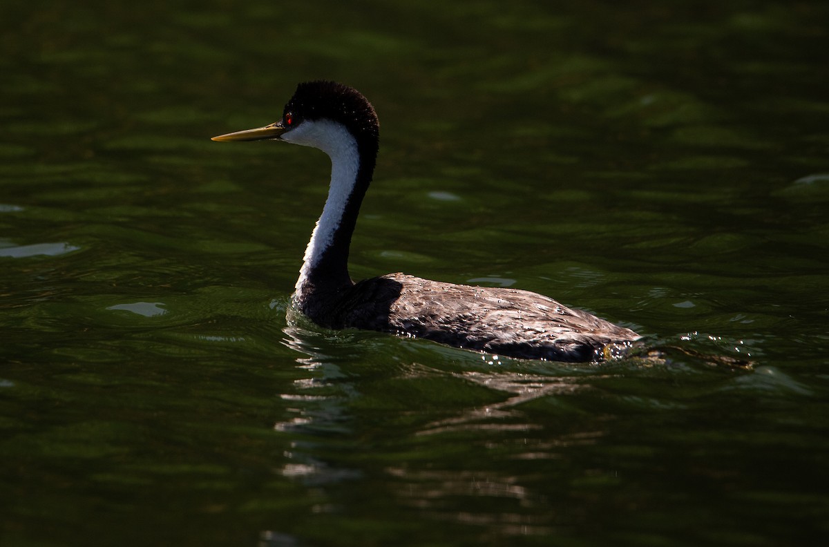 Western Grebe - ML592391891