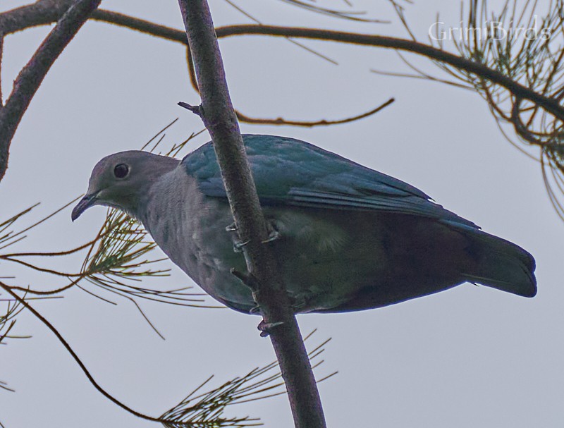 Green Imperial-Pigeon - Ramon Grimalt