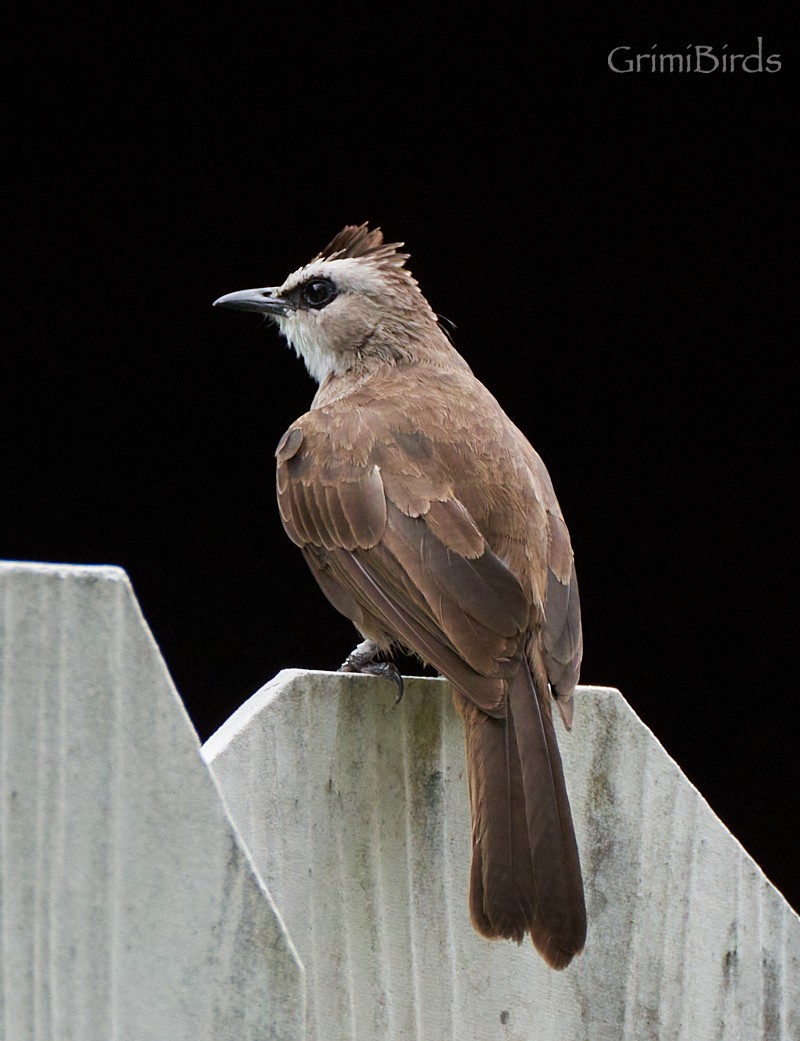 Yellow-vented Bulbul - ML592392041