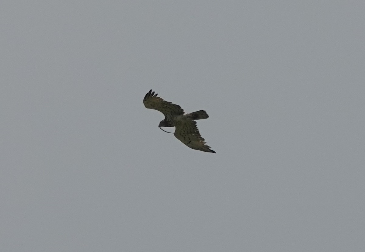 Short-toed Snake-Eagle - ML592392571