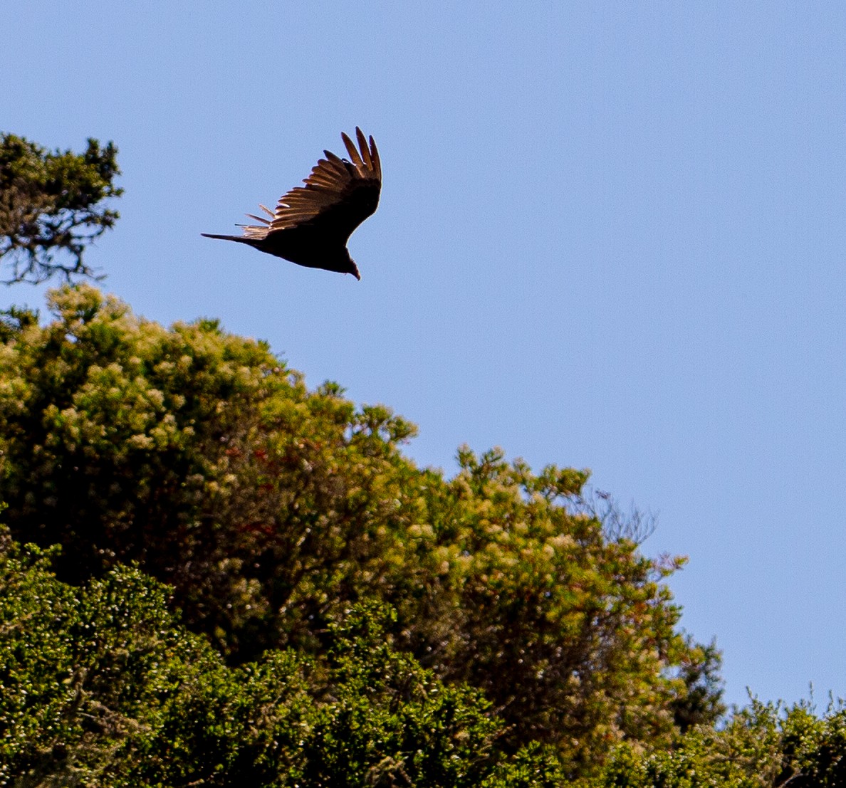 Turkey Vulture - ML592392611