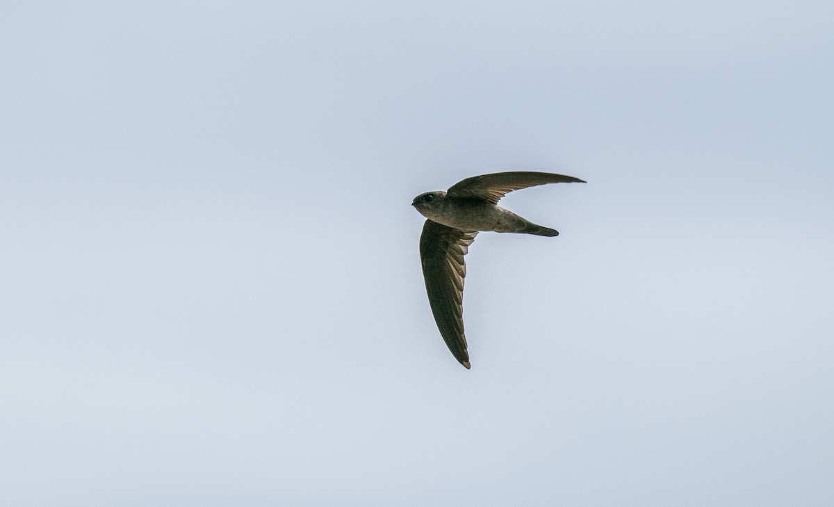 White-nest Swiftlet - Forest Botial-Jarvis