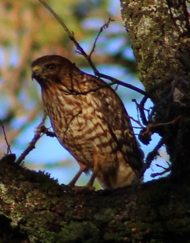 Cooper's Hawk - ML592396151