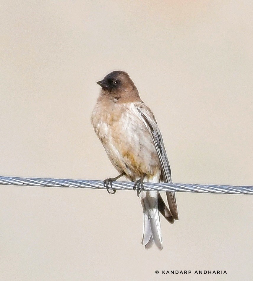 Black-headed Mountain Finch - Kandarp  Andharia