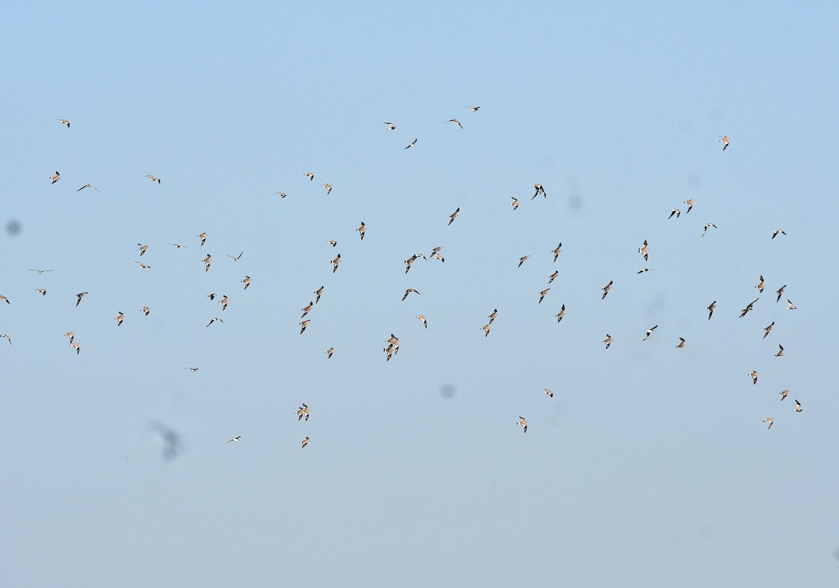 Small Pratincole - Rofikul Islam