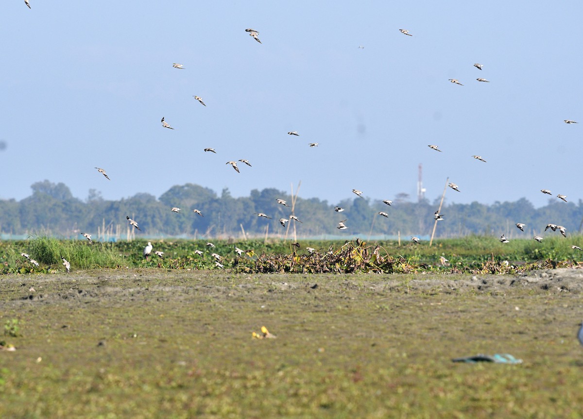 Small Pratincole - ML592397291