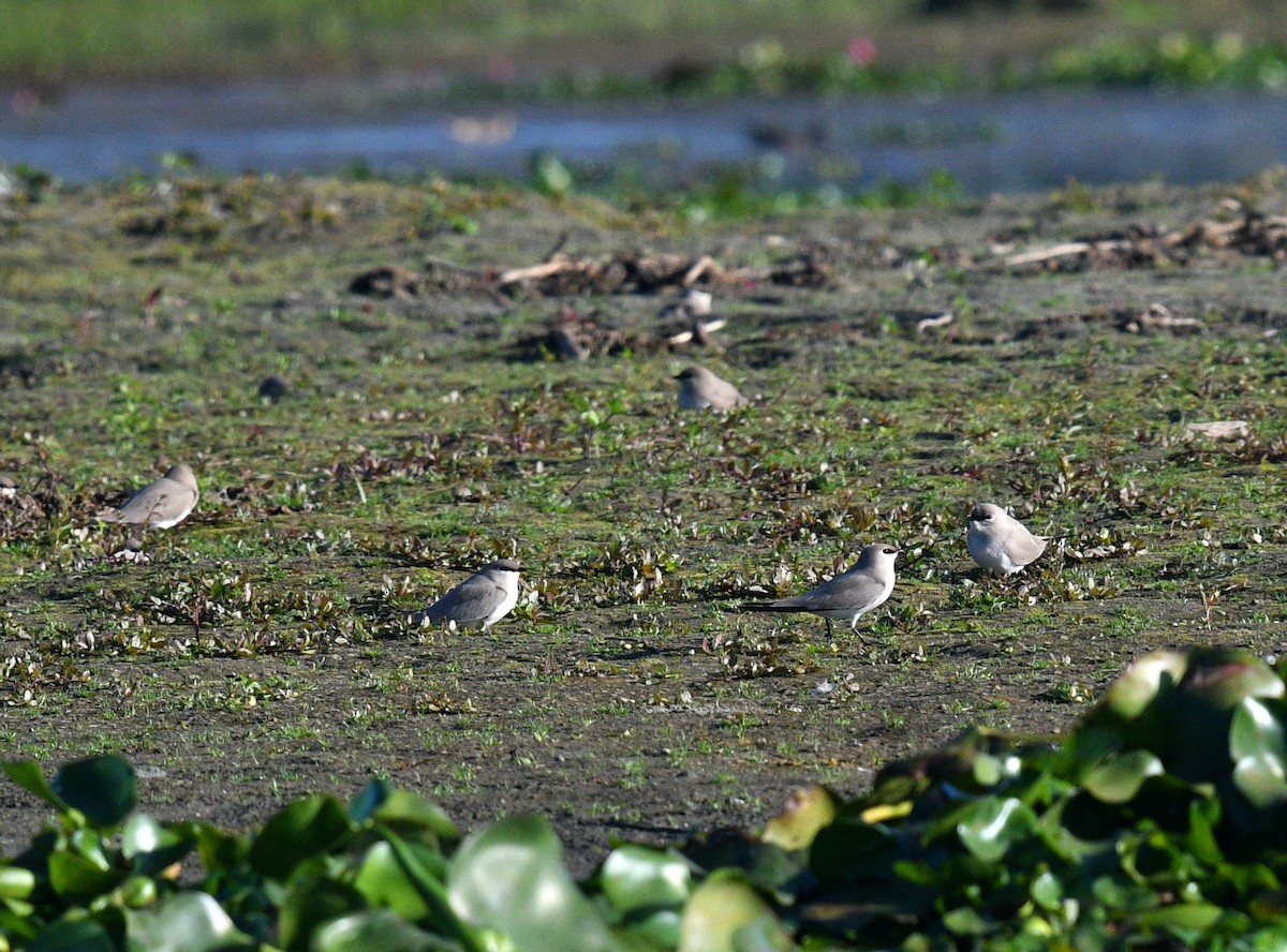 Small Pratincole - ML592397301