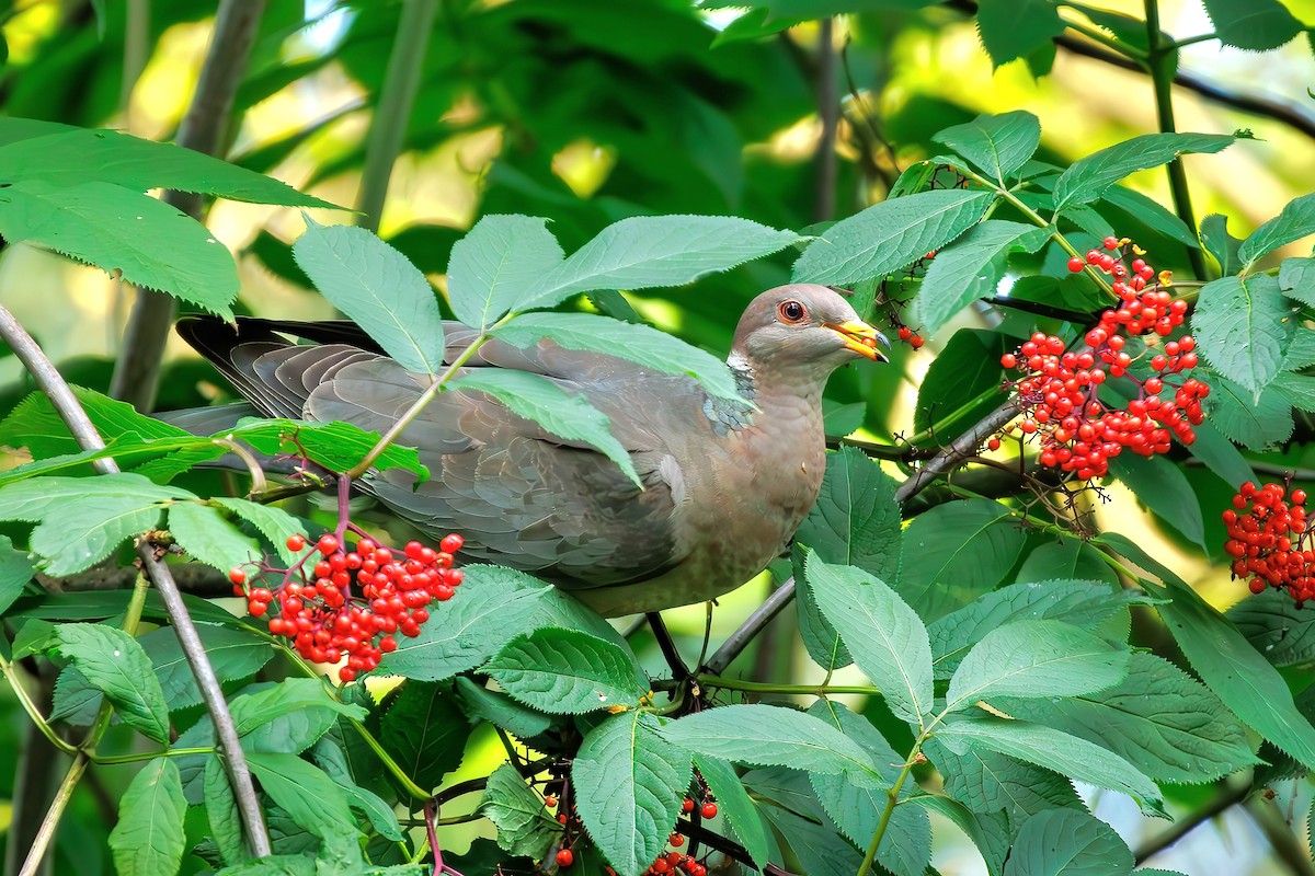 Band-tailed Pigeon - Frank Lin