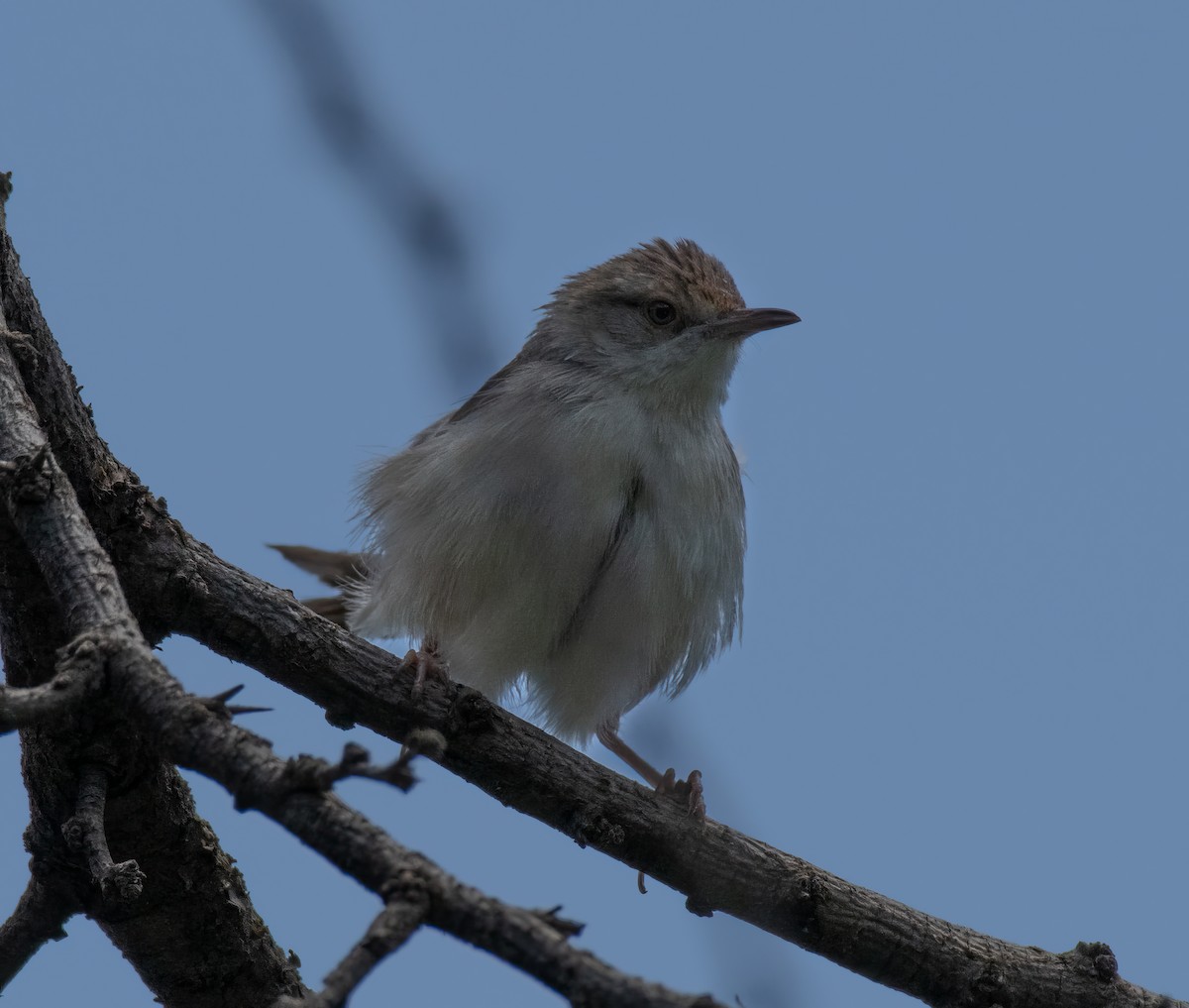 Graceful Prinia - ML592398261