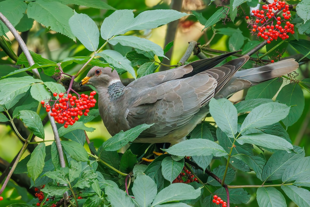 Band-tailed Pigeon - ML592398361