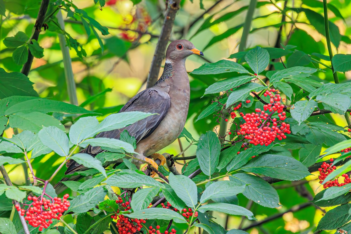 Band-tailed Pigeon - ML592398371