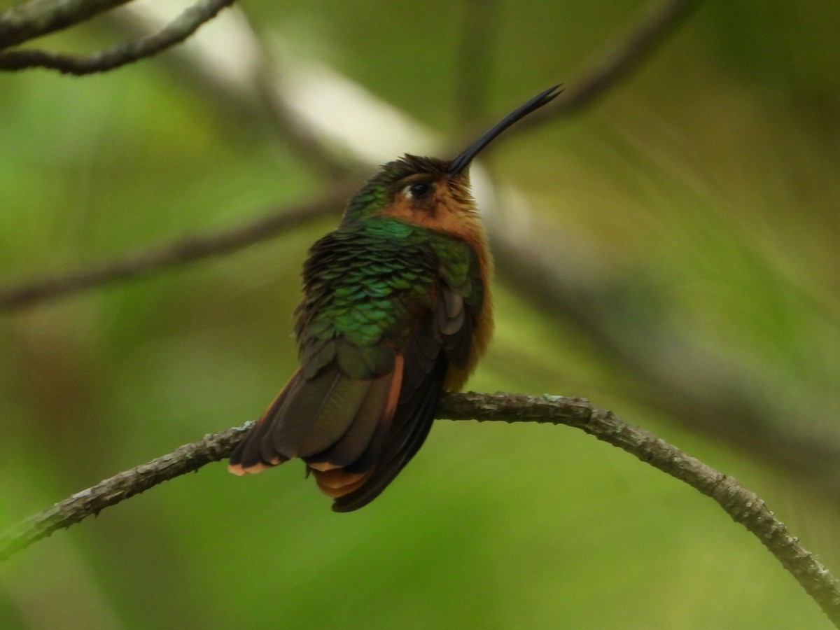 kolibřík pestroocasý - ML592398741