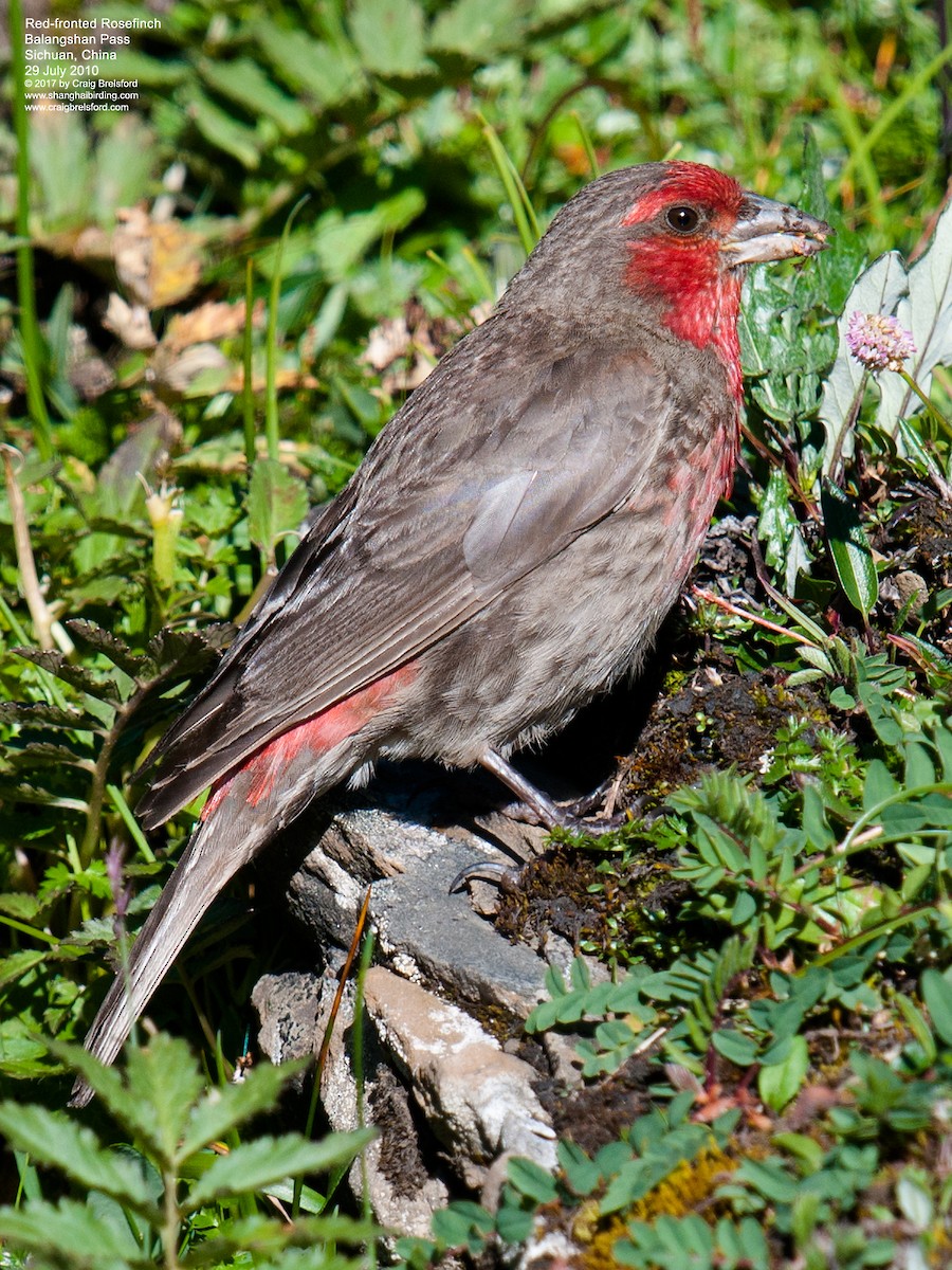 Roselin à gorge rouge - ML59239901