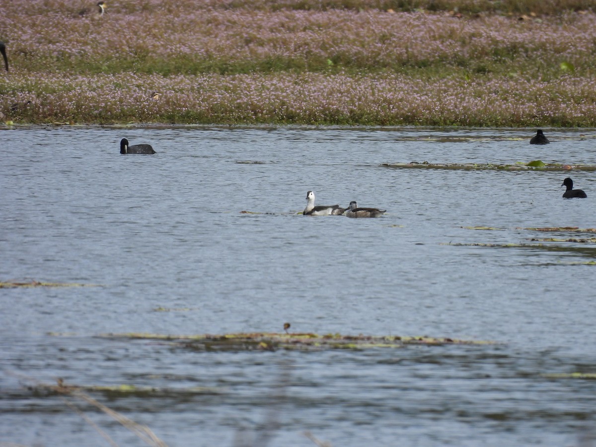 Cotton Pygmy-Goose - ML592401191