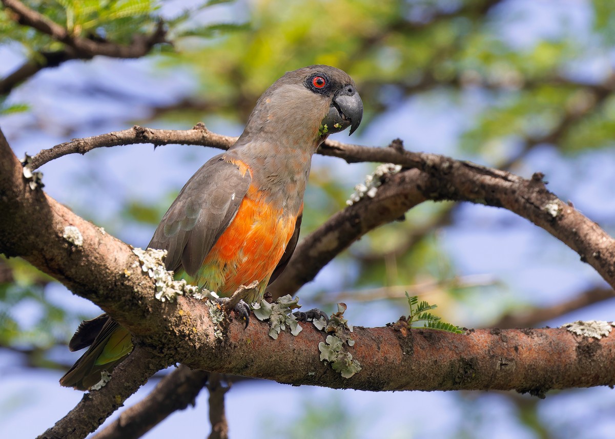 Red-bellied Parrot - ML592401611