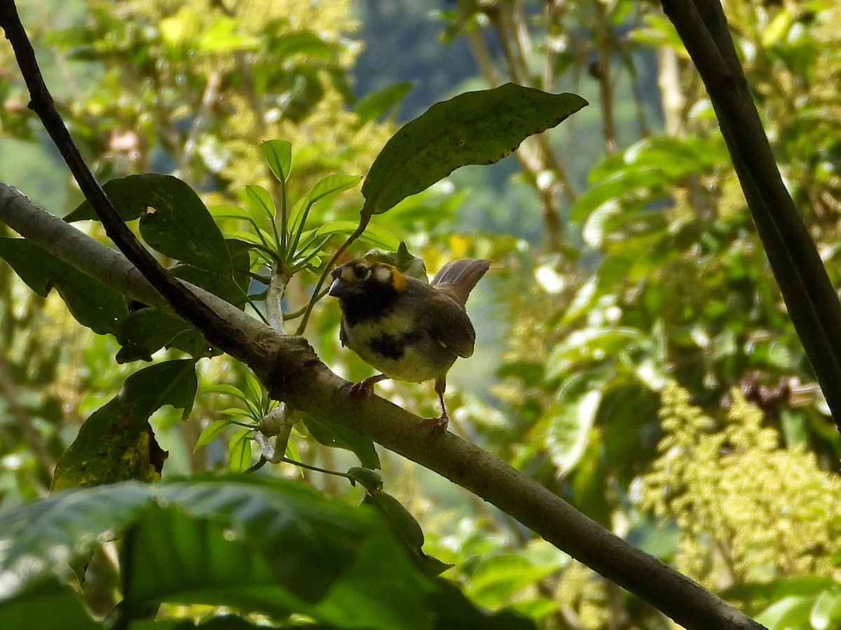 White-eared Ground-Sparrow - César Tejeda Cruz