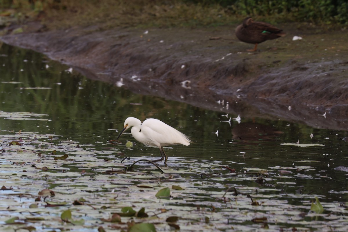 Little Egret - ML592403041