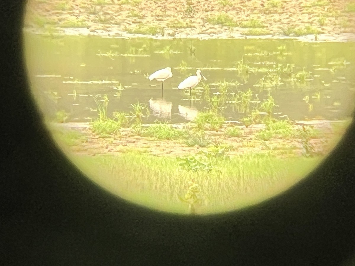 Eurasian Spoonbill - ML592403541