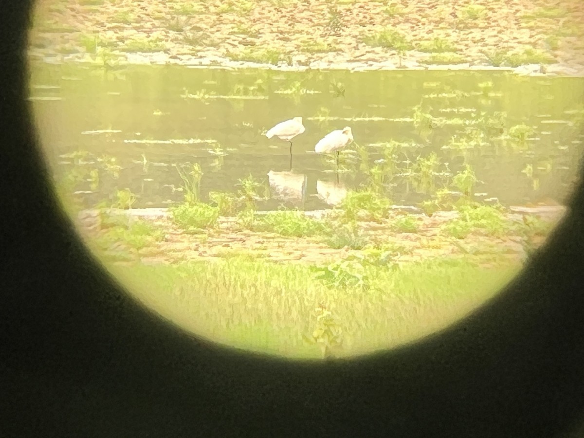 Eurasian Spoonbill - ML592403551