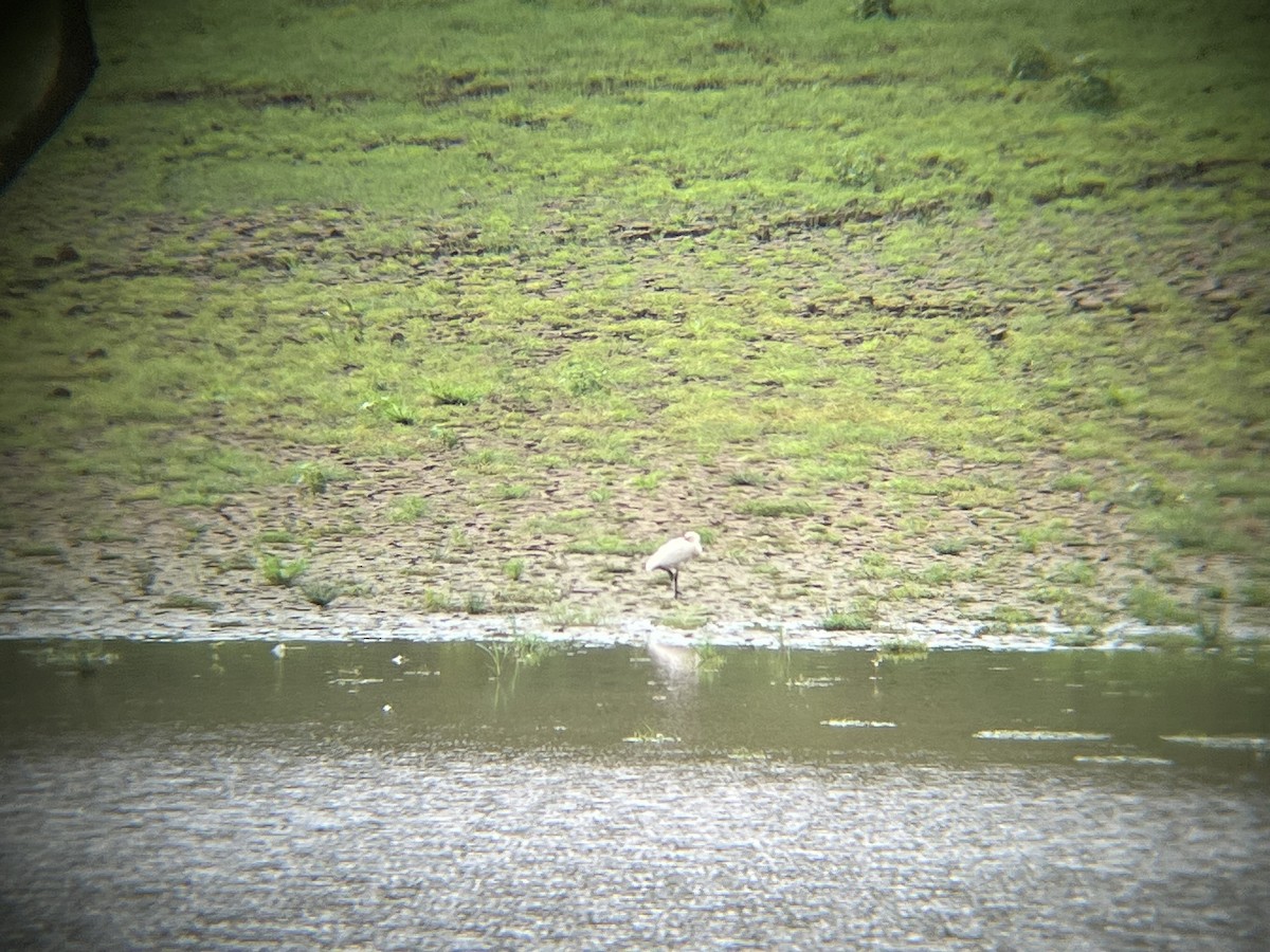 Eurasian Spoonbill - ML592403561