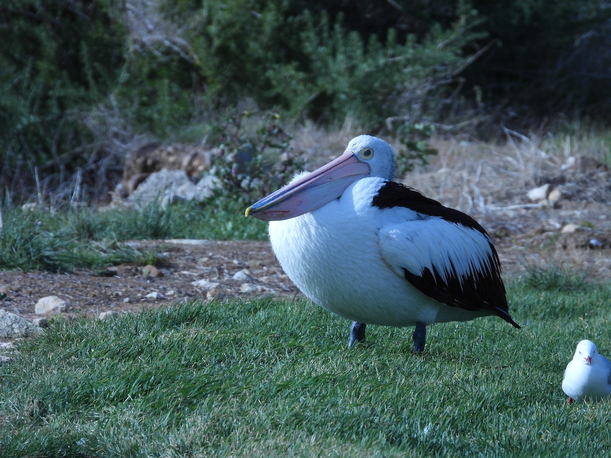 pelikán australský - ML592403711