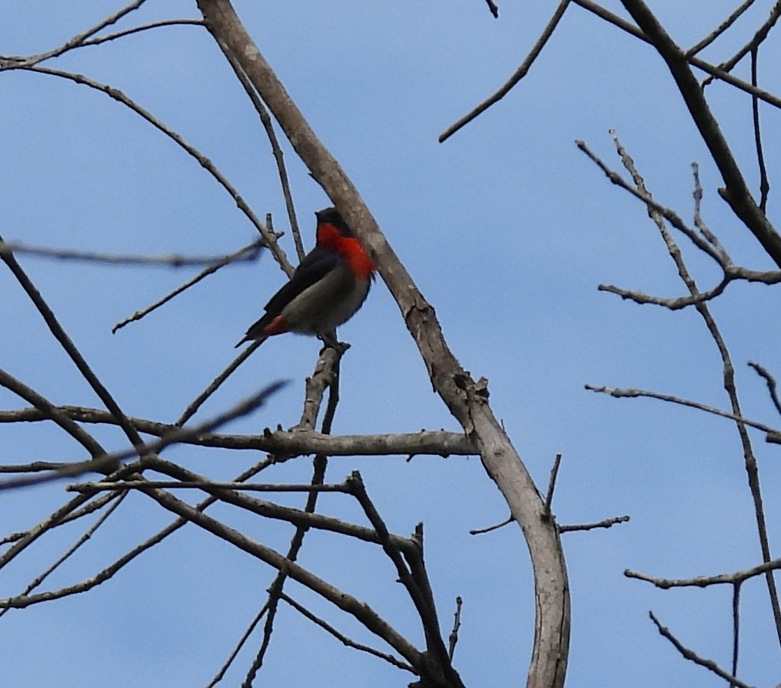 Mistletoebird - ML592403821