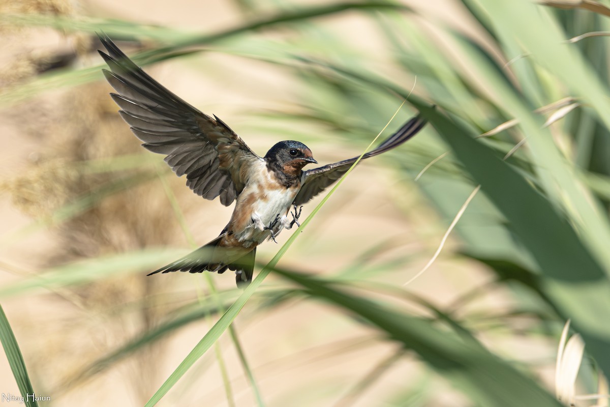 Barn Swallow - ML592403881