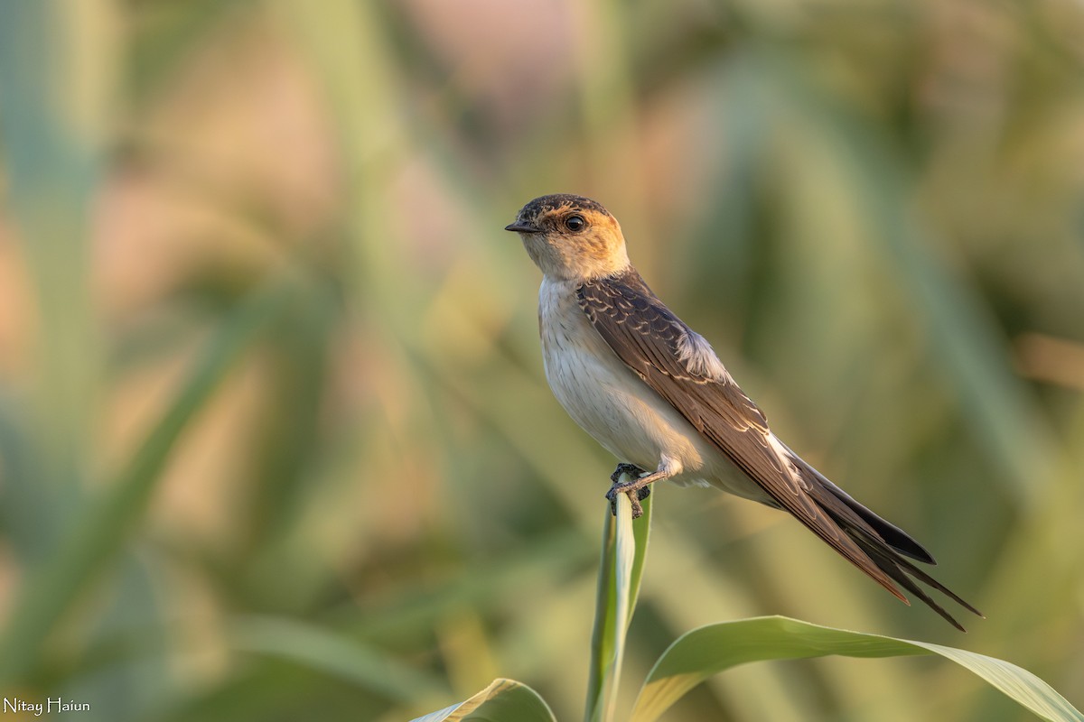 Red-rumped Swallow - nitay haiun