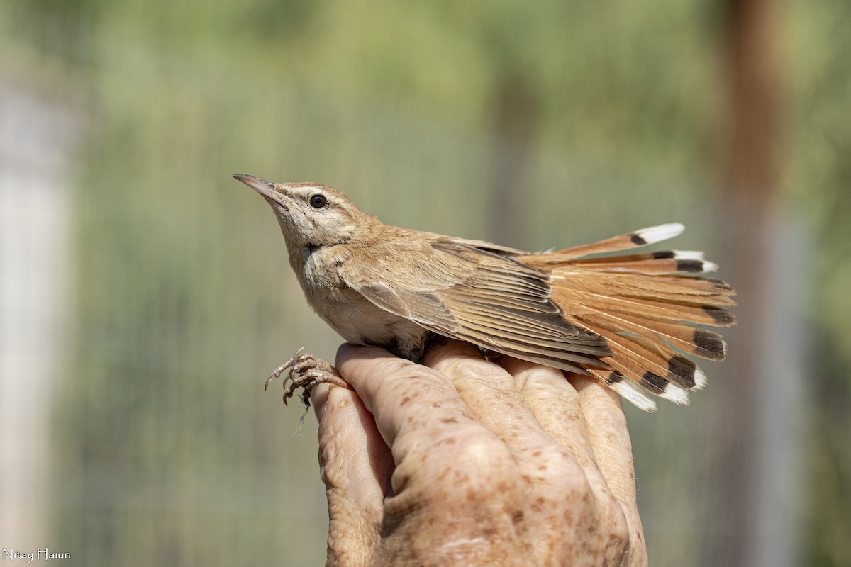 Rufous-tailed Scrub-Robin - ML592404021