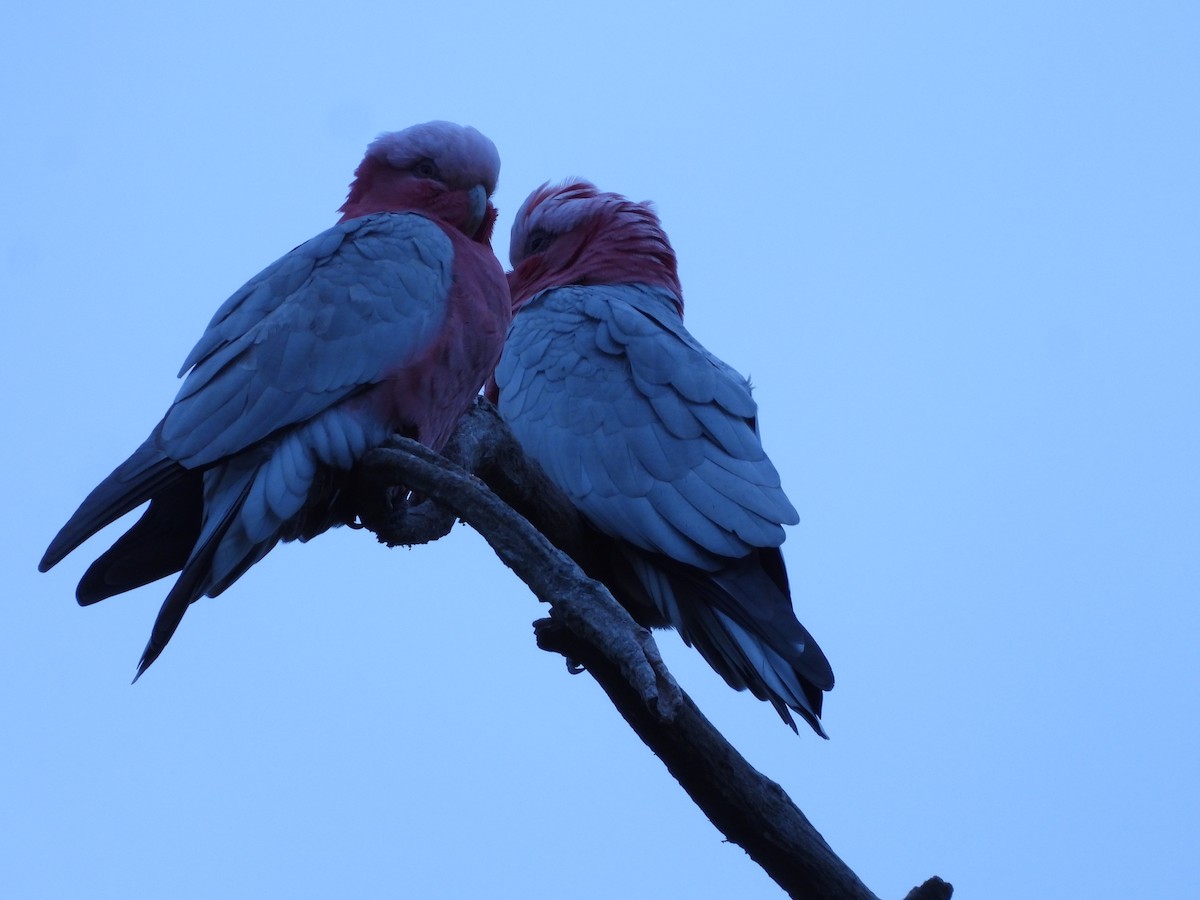 kakadu růžový - ML592404211